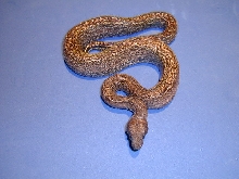 Leopard Boa
