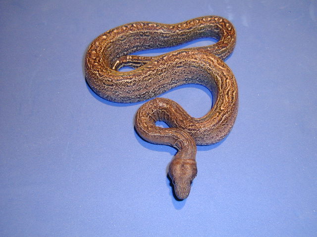 Leopard Boa