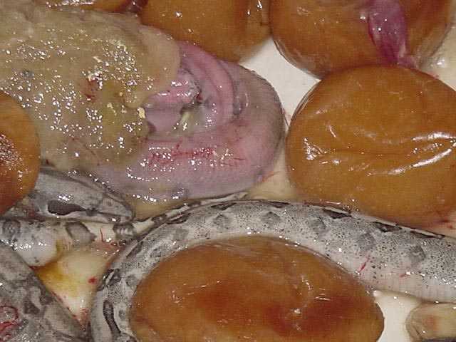 halfdevelopedbaby
