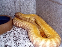 Inverted Woma