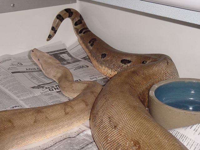 Mocha