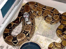 True Ovulation