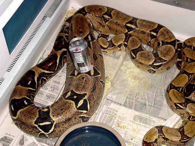 True Ovulation