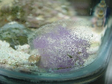 Purple Thing