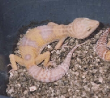 Female