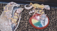 babies03