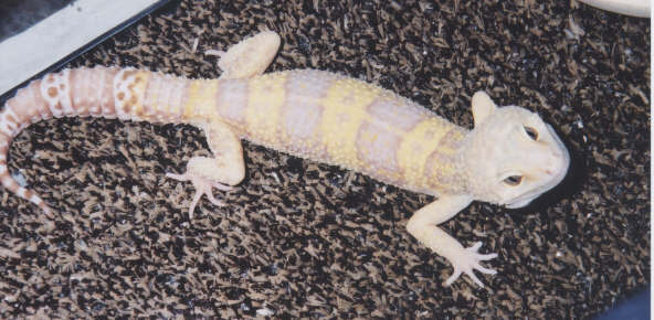 Male Albino