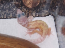 Patternless Albino