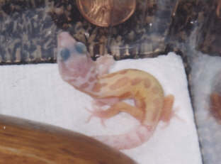 Patternless Albino
