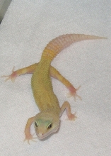 Male Patternless Albino