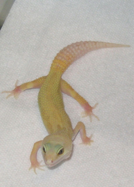 Male Patternless Albino