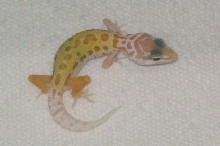 Patternless Albino Hatchling '04