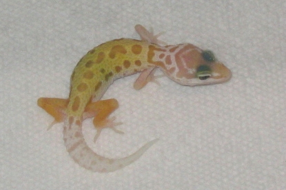 Patternless Albino Hatchling '04