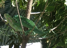 F2 Furcifer major breeding