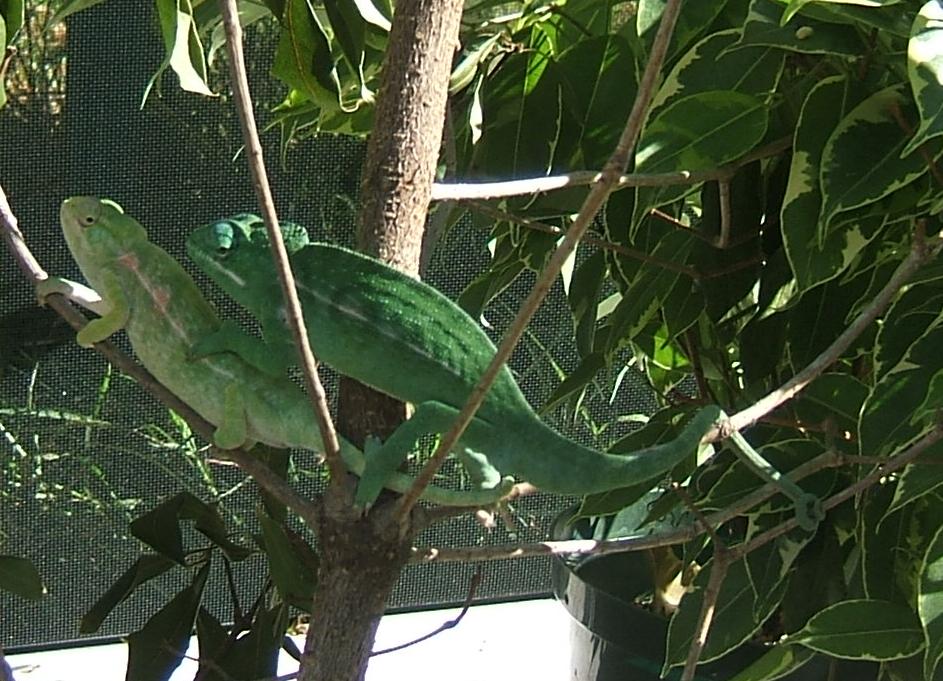 F2 Furcifer major breeding