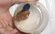 auratus polliwog