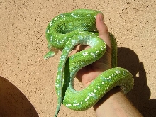 aru male
