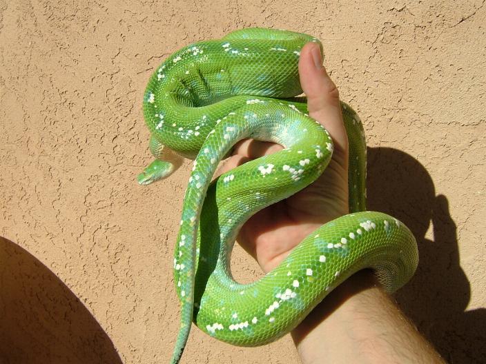 aru male