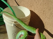 aru male