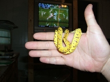 baby aru gtp
