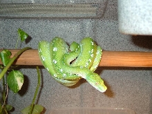 Aru male