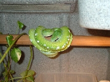 Aru male