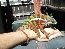 CB Ambanja male