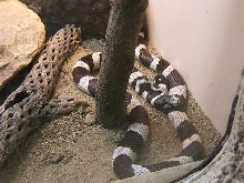 2 headed kingsnake