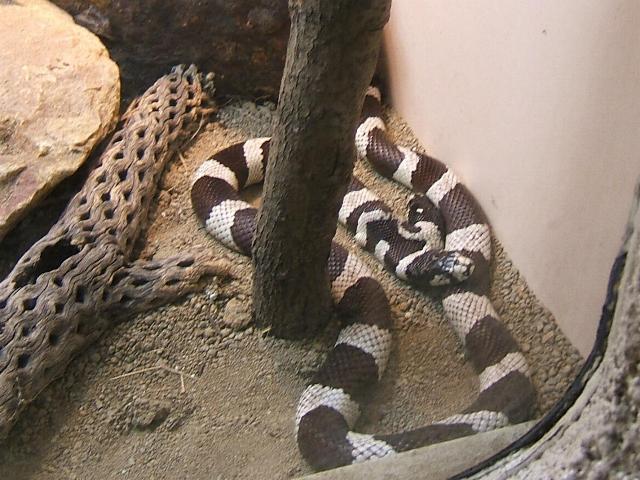2 headed kingsnake