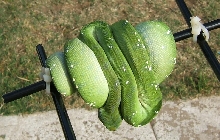 gtp