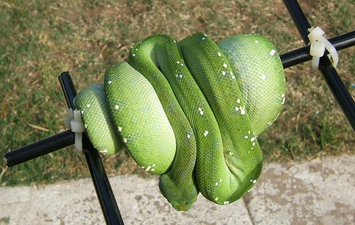gtp
