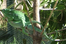 F2 Furcifer major breeding