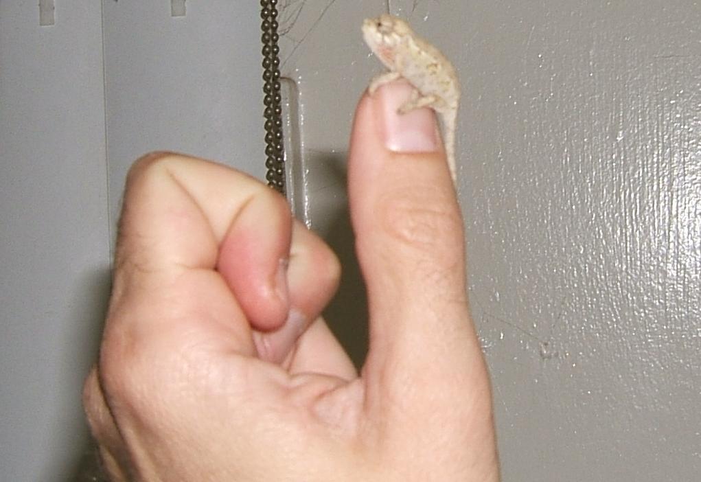 Chamaeleo jacksonii jacksonii baby