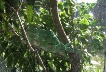 F2 Furcifer major breeding