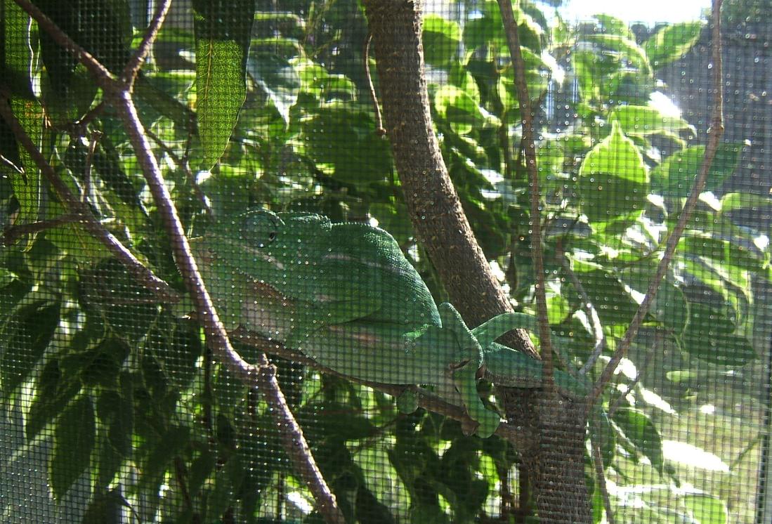 F2 Furcifer major breeding
