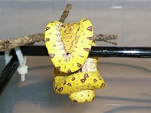 baby 06 Aru green tree python