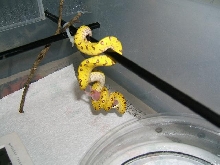 06 baby aru green tree python eating