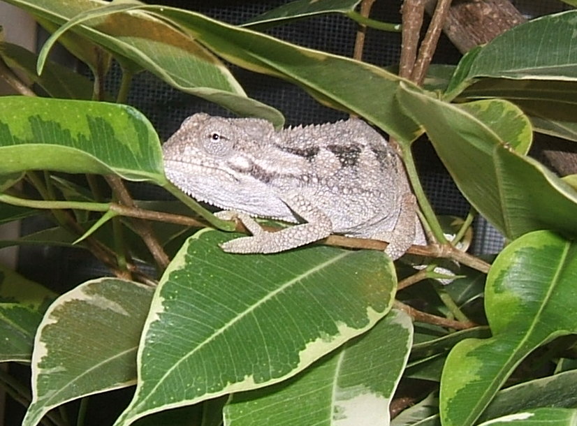 Chamaeleo trioceros bitaeniatus female