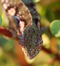 gravid female Furcifer major