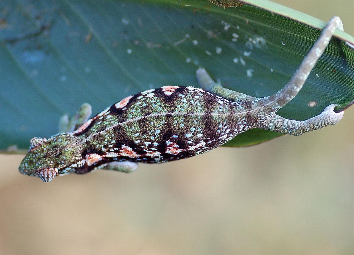 gravid female Furcifer major