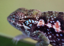 gravid female Furcifer major