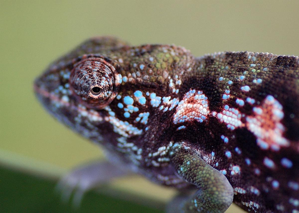 gravid female Furcifer major