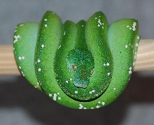 '06 female Aru-type green tree python