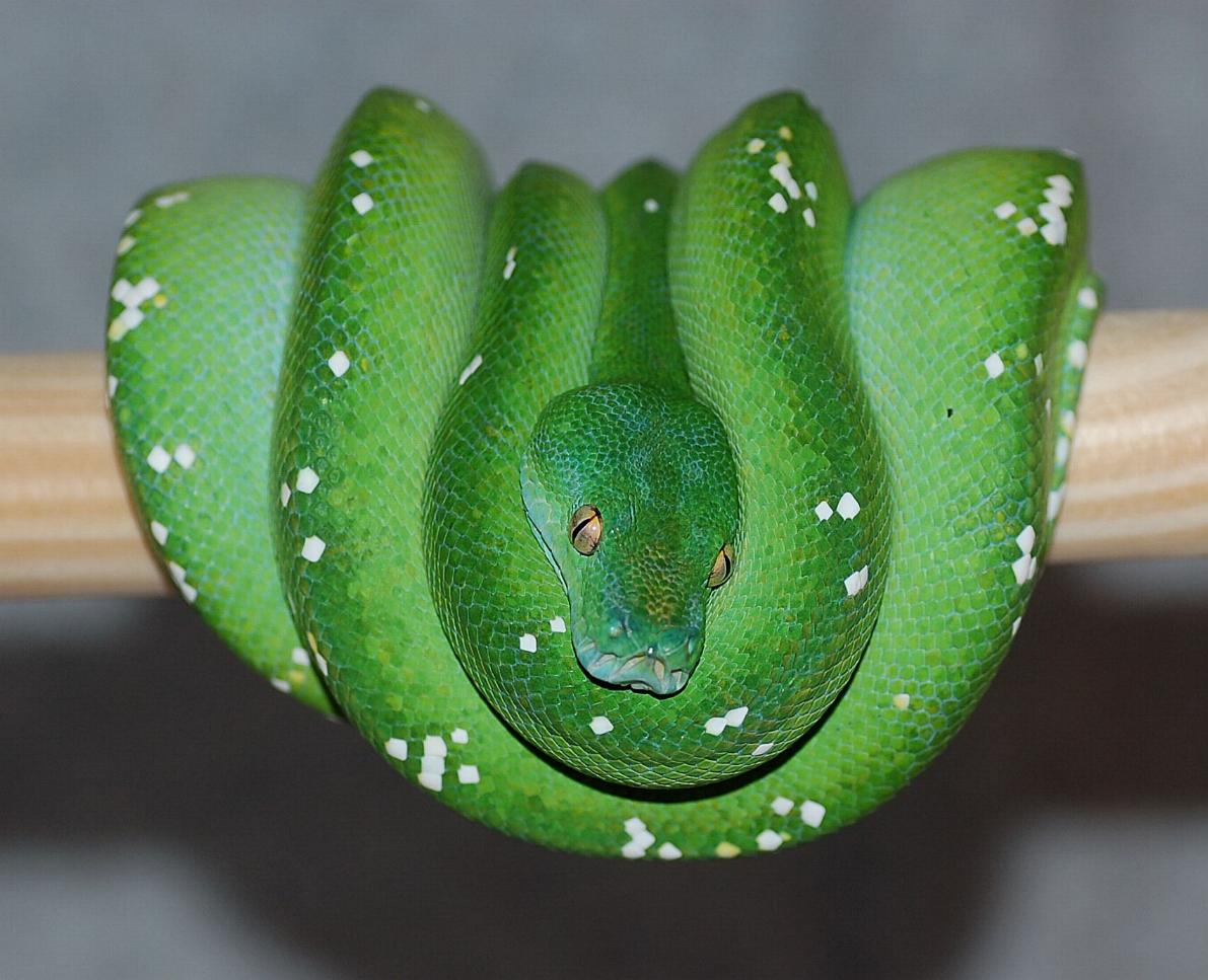 '06 female Aru-type green tree python