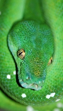 '06 female Aru-type green tree python