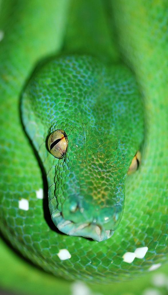 '06 female Aru-type green tree python