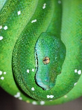 '06 female Aru-type green tree python