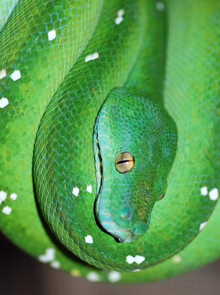 '06 female Aru-type green tree python