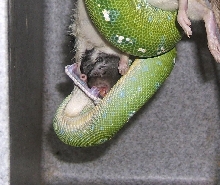 close-up of green tree python teeth