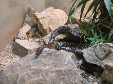 angolan python